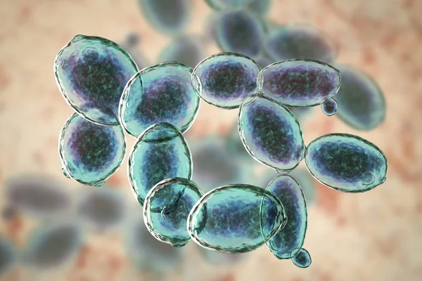 Digitale Afbeelding Van Ontluikende Saccharomyces Cerevisiae Gistcellen — Stockfoto