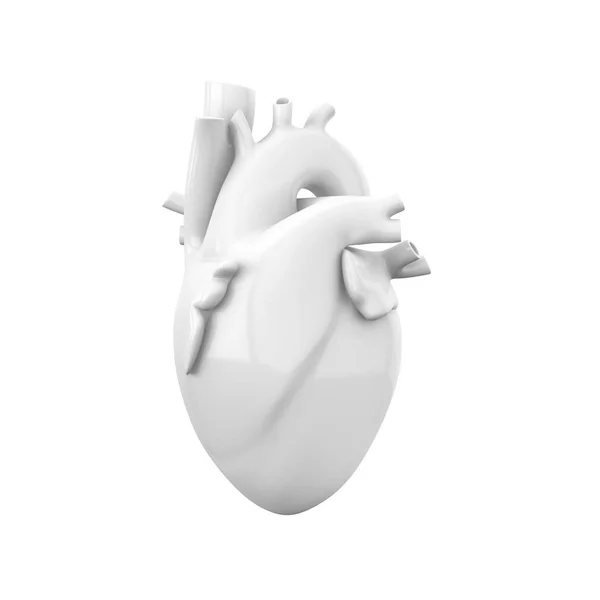 Empty White Anatomical Heart Model Illustration Isolated White Background — Stock Photo, Image
