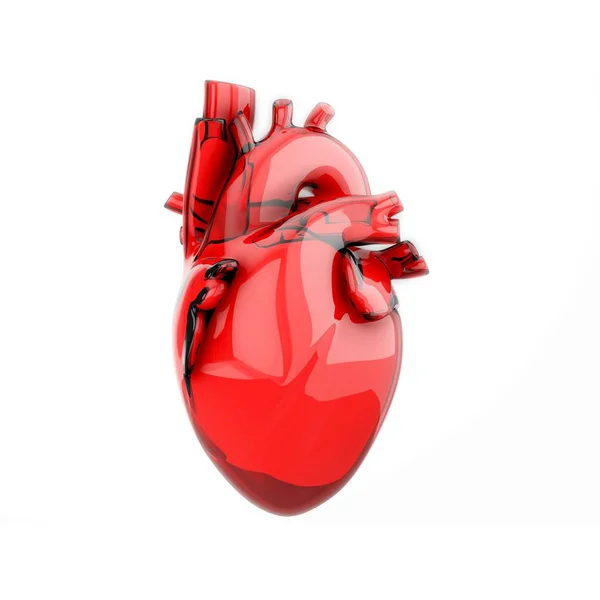 Modello Cuore Anatomico Completo Illustrazione Isolata Sfondo Bianco — Foto Stock