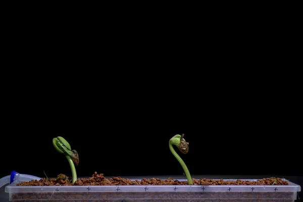 Növényi Magoncok Növekvő Fekete Háttér Ellenében Műanyag Konténer — Stock Fotó
