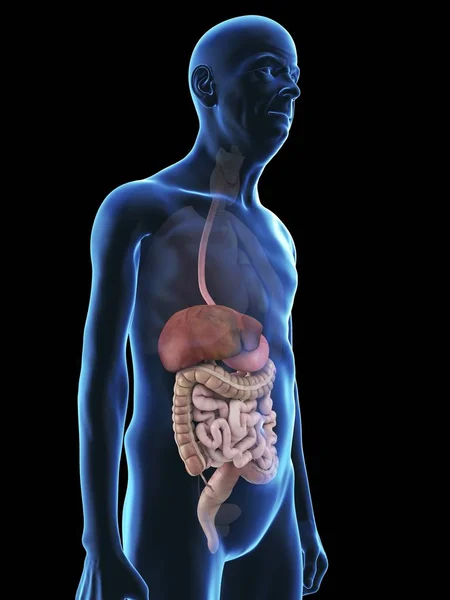 Illustration Senior Man Silhouette Visible Digestive System — Stock Photo, Image