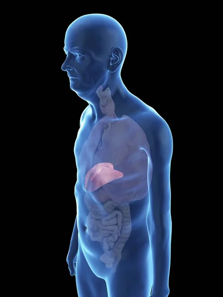 表示されている肝臓の年配の男性のシルエットのイラスト — ストック写真