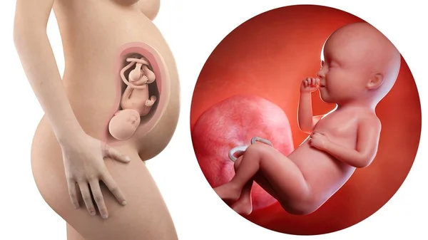 Illustration Silhouette Pregnant Woman Week Foetus — Stock Photo, Image
