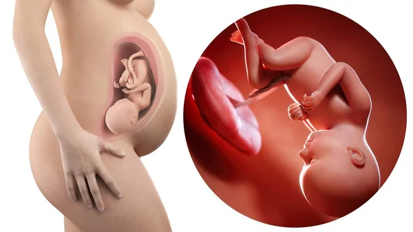 Illustration Silhouette Femme Enceinte Fœtus Semaines — Photo