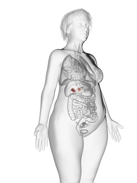 肥胖妇女剪影的例证与突出的肾上腺 — 图库照片