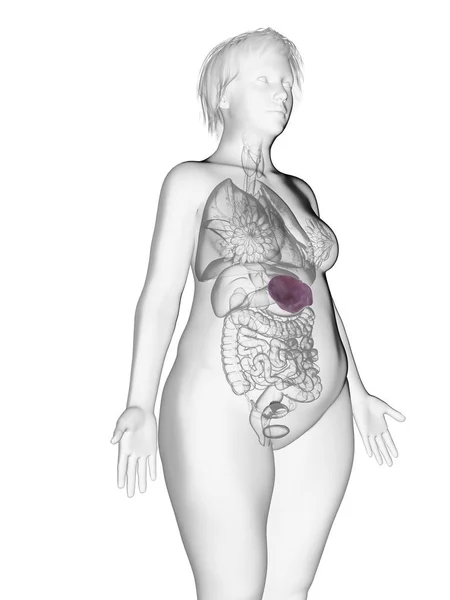 肥胖妇女剪影的例证以突出的脾脏 — 图库照片