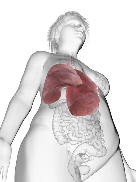 強調表示された肺を持つ Obese 女性のシルエットの低角度図 — ストック写真