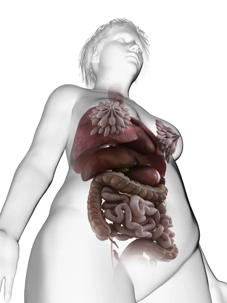 Baixo Ângulo Ilustração Silhueta Mulher Obesa Com Destaque Para Órgãos — Fotografia de Stock