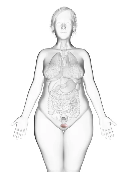 Ilustração Silhueta Mulher Obesa Com Bexiga Destacada — Fotografia de Stock