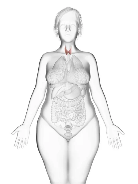 Ilustração Silhueta Mulher Obesa Com Destaque Para Glândula Tireoide — Fotografia de Stock