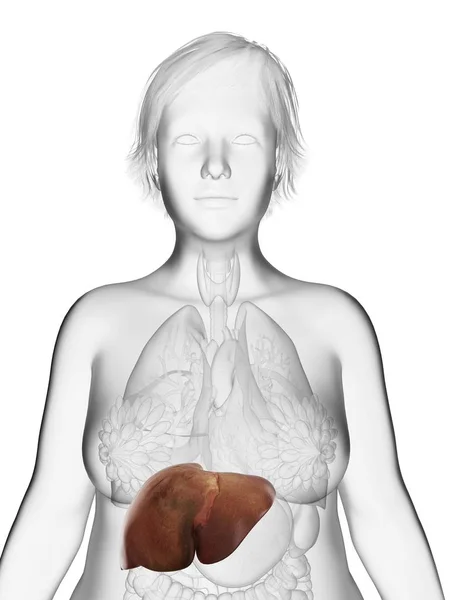 肥胖妇女剪影的例证与突出的肝脏 — 图库照片