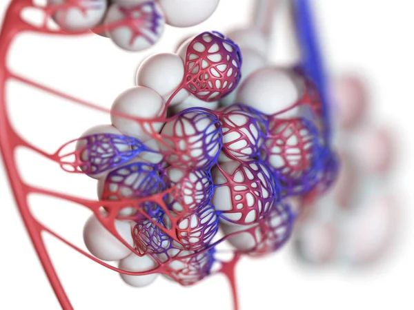 白色背景上的人肺泡的数字例证 — 图库照片