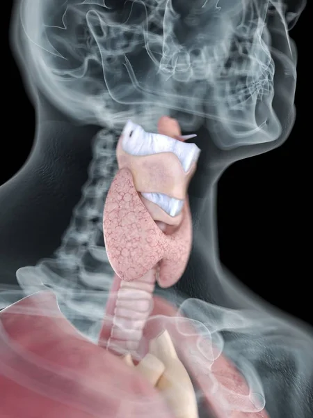 男性身体透明剪影的特写例证与有色的喉部解剖学 — 图库照片