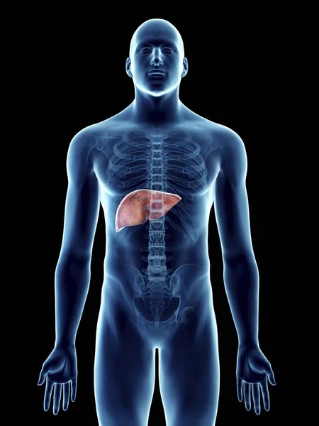 男性身体的透明的蓝色剪影的例证与有色的肝脏 — 图库照片