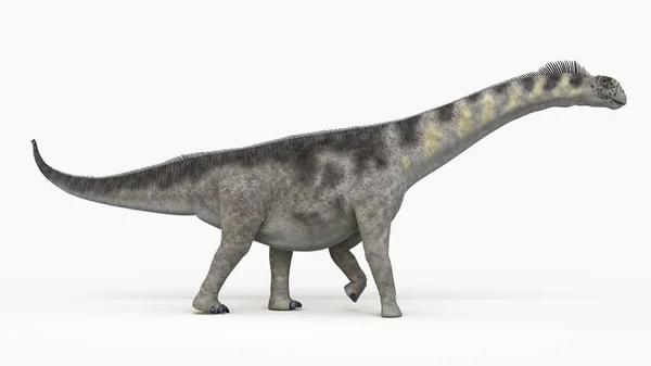 Ilustrace Modelovaný Kamarasaurus Dinosaura Bílém Pozadí — Stock fotografie