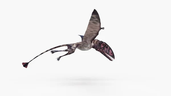 Illustration Dinosaures Volants Modélisés Dimorphodon Sur Fond Blanc — Photo