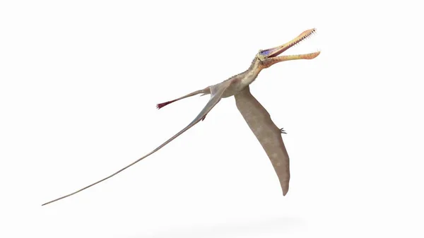 Beyaz Arka Plan Üzerinde Modellenmiş Uçan Anhanguera Dinozor Çizimi — Stok fotoğraf