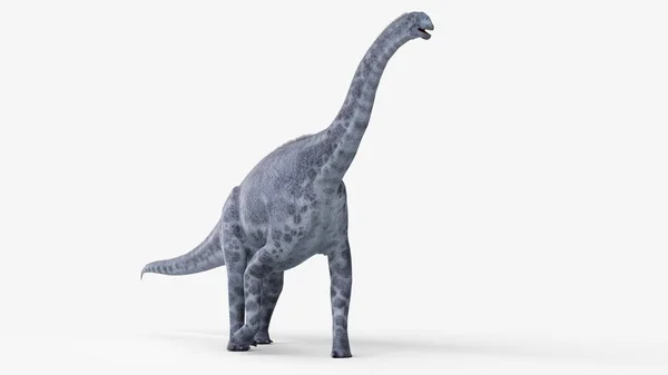 Иллюстрация Моделируемого Динозавра Цетиозавра Белом Фоне — стоковое фото