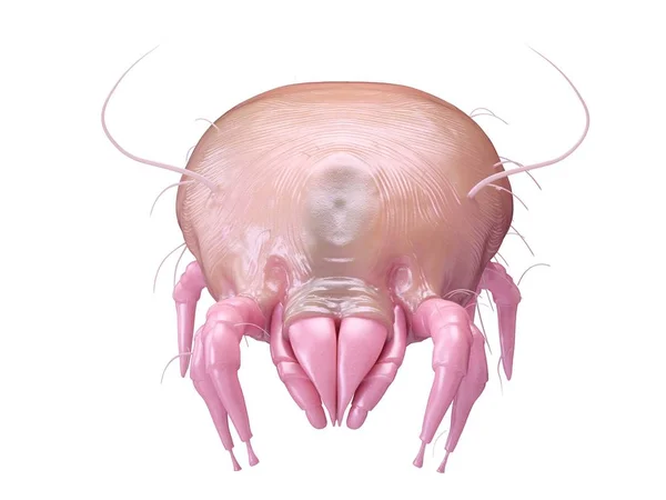 Illustration Dust Mite Parasite Plain Background — Stock Photo, Image