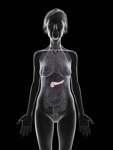 Silhueta Cinza Mulher Idosa Mostrando Pâncreas Corpo Ilustração — Fotografia de Stock
