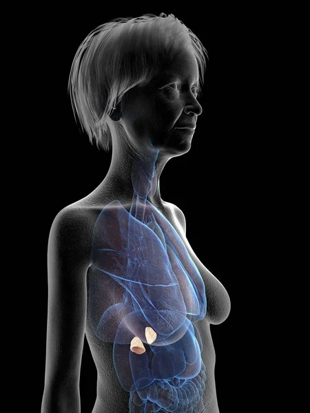 Illustration Senior Woman Silhouette Showing Adrenal Glands Black Background — Stock Photo, Image