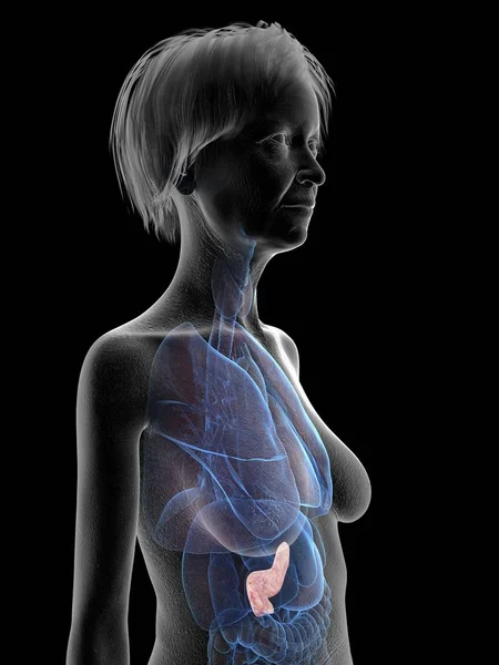 Grey Silhouette Senior Woman Showing Pancreas Body Illustration — Stock Photo, Image