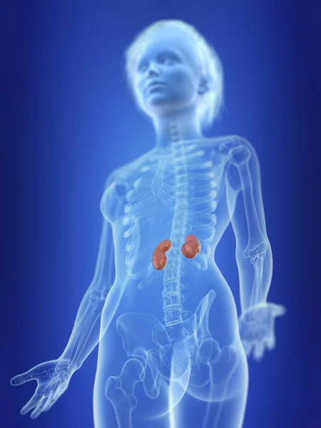 Illustration Female Silhouette Highlighted Kidneys — Stock Photo, Image