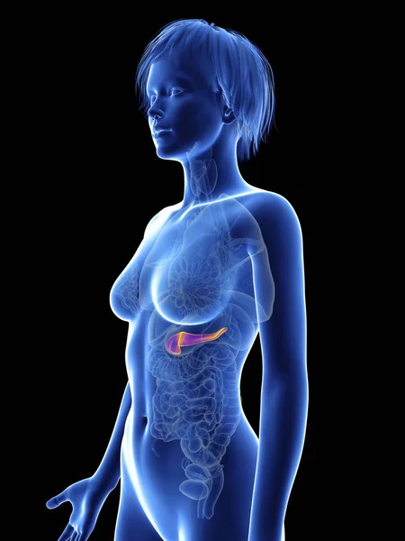 Illustration Female Silhouette Pancreas — Stock Photo, Image
