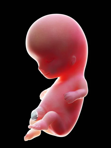 Illustration Red Human Embryo Black Background Pregnancy Stage Week — Stock Photo, Image