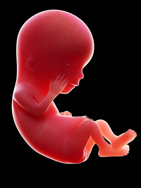 Illustration Red Human Embryo Black Background Pregnancy Stage Week — Stock Photo, Image