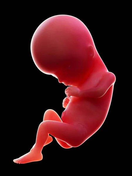 第15周怀孕阶段黑色背景下的红色人类胚胎的插图 — 图库照片