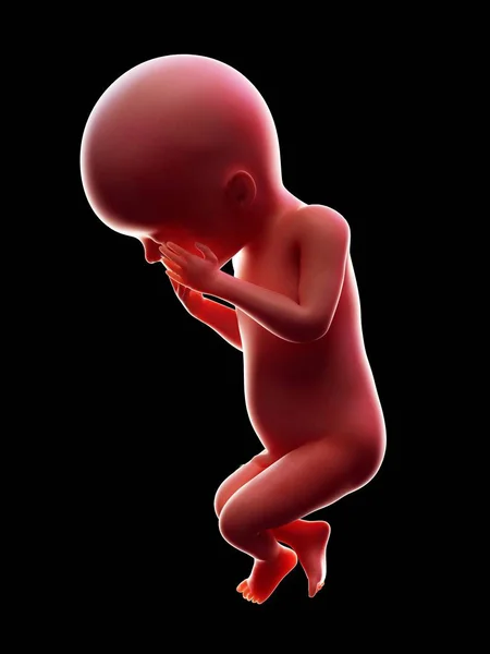 Illustration Red Human Embryo Black Background Pregnancy Stage Week — Stock Photo, Image