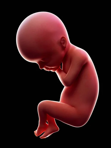 Ábrán Látható Fekete Háttér Piros Emberi Embrió Hét Terhesség Szakaszában — Stock Fotó