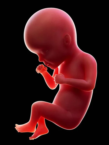 Abbildung Eines Roten Menschlichen Embryos Auf Schwarzem Hintergrund Schwangerschaftsstadium Der — Stockfoto