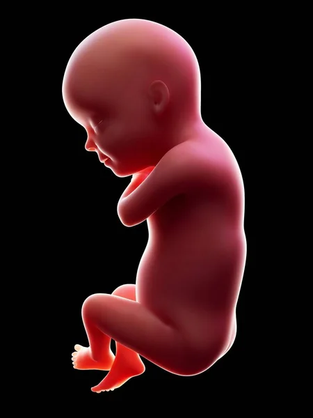 Ilustración Del Embrión Humano Rojo Sobre Fondo Negro Etapa Embarazo —  Fotos de Stock