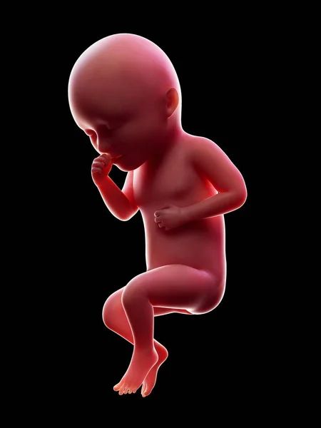 第34周怀孕阶段黑色背景下的红色人类胚胎插图 — 图库照片