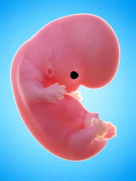 Illustration Human Foetus Week Blue Background — Stock Photo, Image