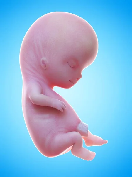 Illustratie Van Realistische Menselijke Foetus Week Zwangerschap Stadium — Stockfoto