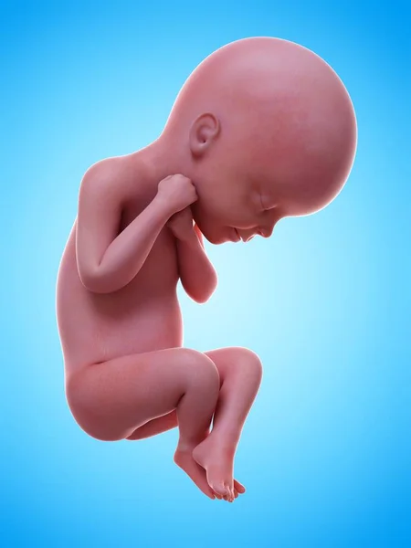 Εικονογράφηση Ρεαλιστική Ανθρώπινου Εμβρύου Στο Στάδιο Εγκυμοσύνης Εβδομάδα — Φωτογραφία Αρχείου