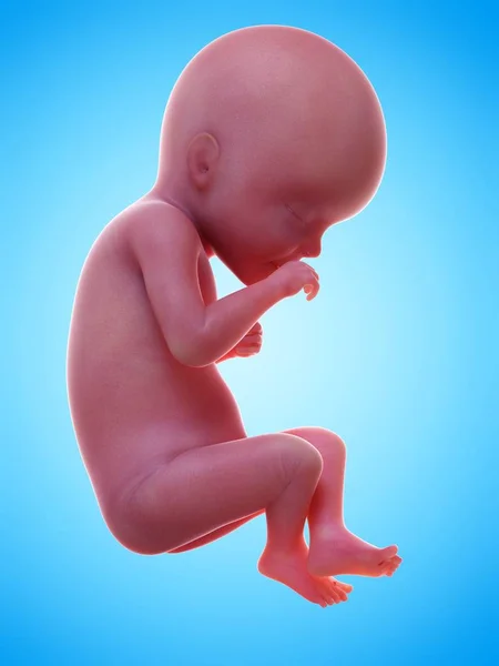 Hét Terhesség Szakaszában Reális Emberi Magzat Illusztrációja — Stock Fotó
