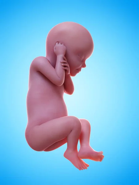 妊娠段階で現実的な人間の胎児の図 — ストック写真