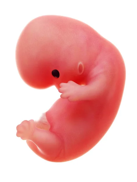 Illustration Human Foetus Week White Background — Stock Photo, Image