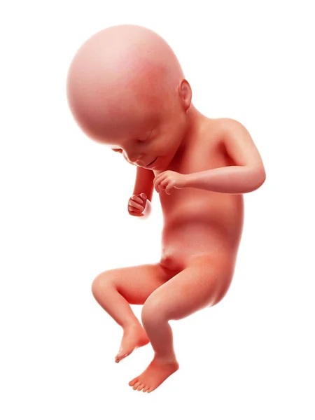 Illustration Human Foetus Week White Background — Stock Photo, Image