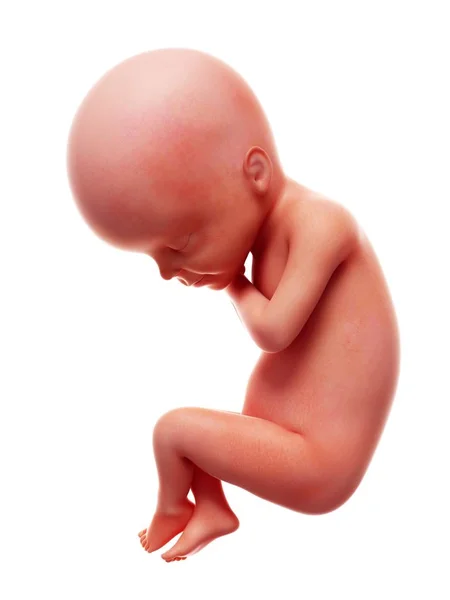 週間白い背景の上で人間の胎児の図 — ストック写真