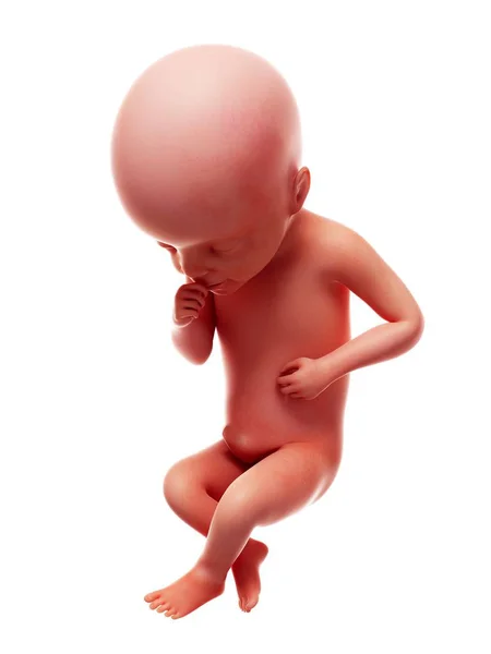 Illustration Human Foetus Week White Background — Stock Photo, Image