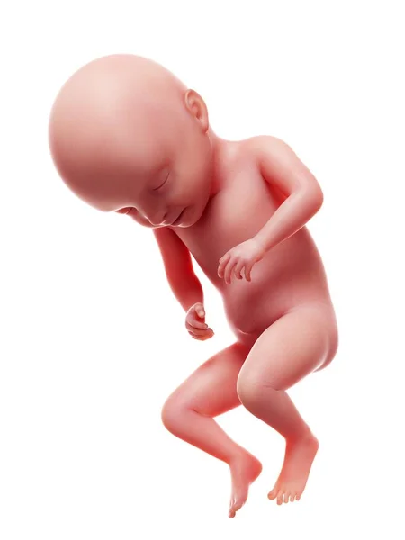 白い背景の上で人間の胎児のイラスト — ストック写真