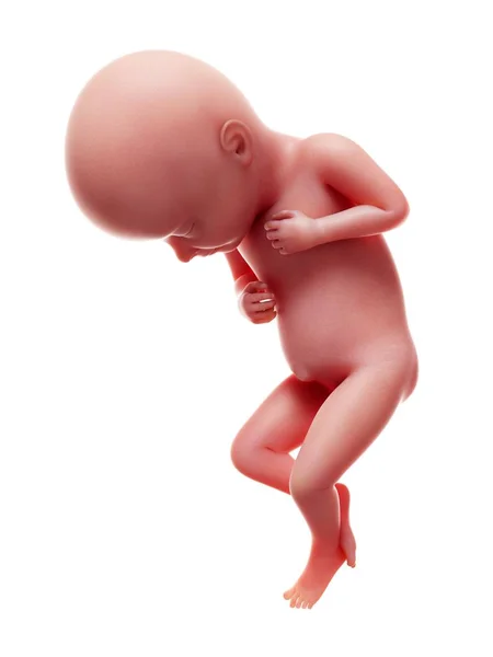 Illustratie Van Menselijke Foetus Week Witte Achtergrond — Stockfoto