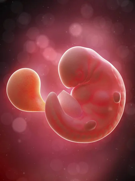 Illustration Human Foetus Week Pregnancy — Stock Photo, Image