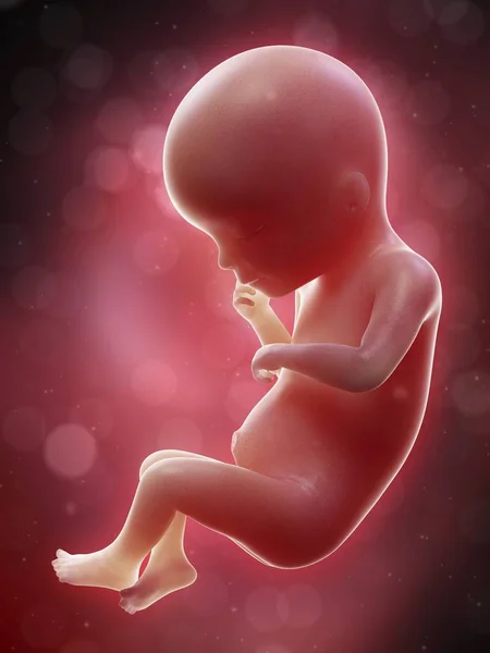 Illustratie Van Menselijke Foetus Week Term — Stockfoto