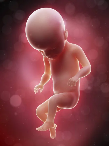 人胎儿的例证在星期第22学期 — 图库照片